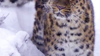 The Amur leopard, absolutely stunning animals