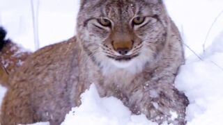 The only wild felid in Norway, the Eurasian lynx is a beautiful one