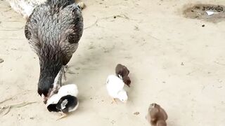 Cute chicks