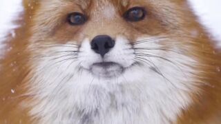 Nothing more beautiful than fluffy foxes in heavy winter snow