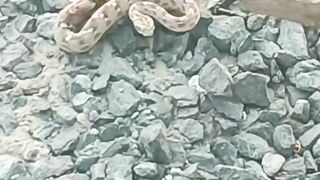 Viper Snake