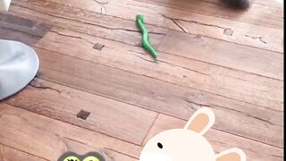Watch if you like to laugh | cat snake fight  | viral