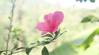 NATURE 161