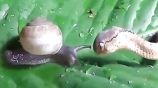 Snake eat