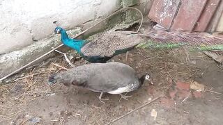 Bird peco