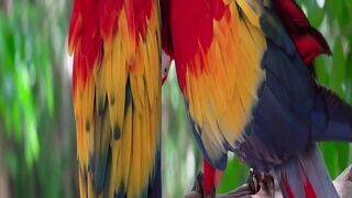 Parrot Love | Cute Birds |Birds | Parrot | Beautiful Parrot |