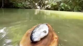 Fishing and Cooking on  Stone| Jungle Cooking
