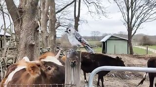 This “Bird” by @tdeininger