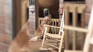The Heartwarming Bond Between a Horse and a Dog