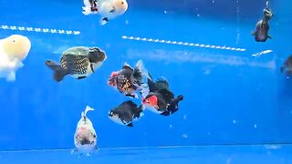 Koi aquarium