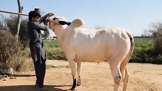 Fateh jangi Bulls Mash Allah qurbani 2k24