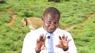 WHY LIONS don't live long
