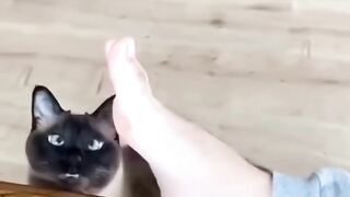 Trending cute cats