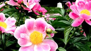 NATURE 164