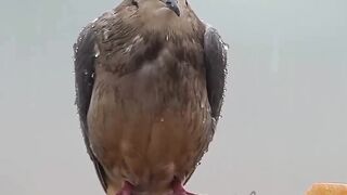 صباح الخير