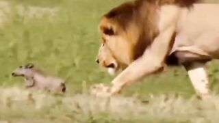 Lion play with the pig????????#costv #funny
