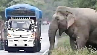 Elephant on the road????????#febspot #funny