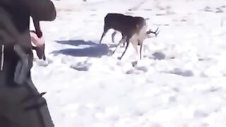 Park ranger saves the lives of 2 bucks with a perfect shot to break apart their locked antlers.