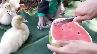 Eating time monkey with duck chick's ????????#febspot #funny