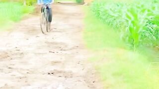 Village life