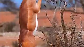 Deer busy eating#febspot #fun