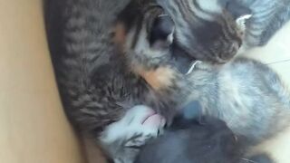 Little kitten