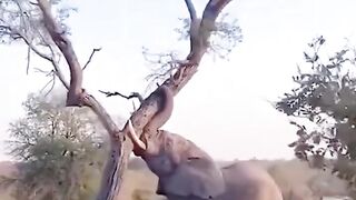 Amazing ???? video