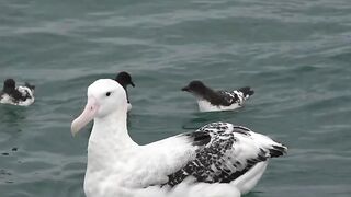 Les canards