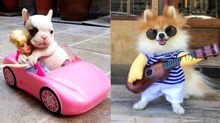 Baby Dogs - Cute and Funny Dog Videos Compilation