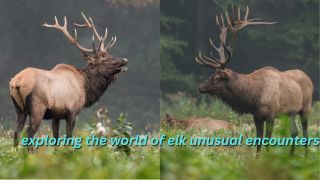exploring the world of elk unusual encounters