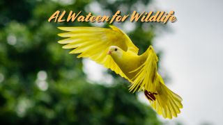 Channel ALWateen for Wildlife