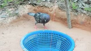 Amazing bird trap