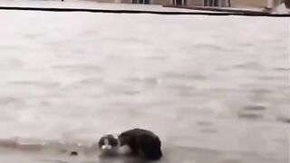 Guys saved a cat from drowning in flood