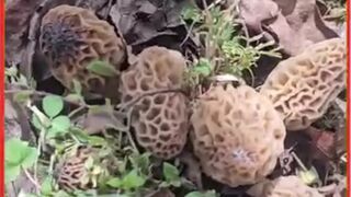 The  Bunch of Mashroom Also Known as Morels | Wow Amazing Morels | Gochee Morel - Febspot