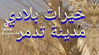 خيرات بادية تدمر