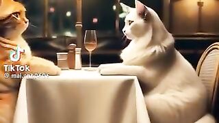 What a wonderful cat animation video