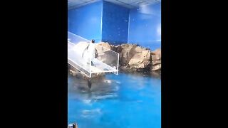 Cute Baby animals video compilation funny and cute moment of Animals