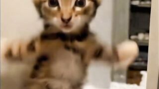 I didn't expect my little cat to oscillate,