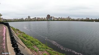 My Trip To The New York Central Park.