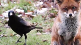 Funny animals
