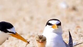 World wild life