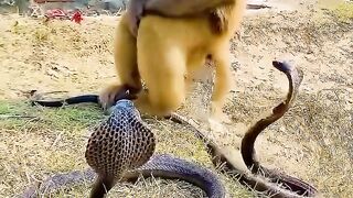 See this end