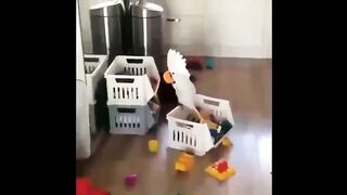 ???? TRY NOT TO LAUGH - ???? Funny and Cute Animal Videos Compilation
