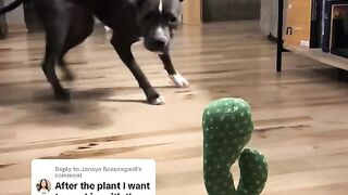 Funny video papular video 2024