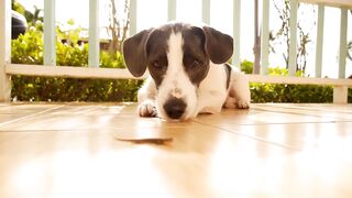 Tips for making two dogs friends.
