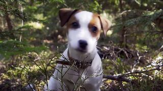 The influence  of  pets in love  relationships.