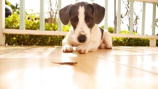 Learn  why dogs and cats should have a collar with identification.