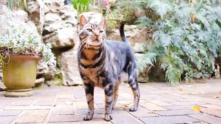 You know about giardia and what it can cause in your pet.