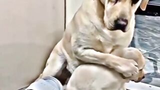 mother Dog stand up little one Protect