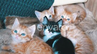 Lovely cats twinning